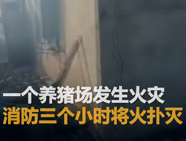 黑龙江林口一养猪场突发大火 700多头猪被烧死 