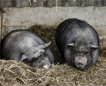 135高效保健养猪技术——母猪不发情的原因有哪些？如何处理？