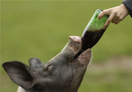长沙绿叶——猪脱肛由哪些原因引起？如何治疗？
