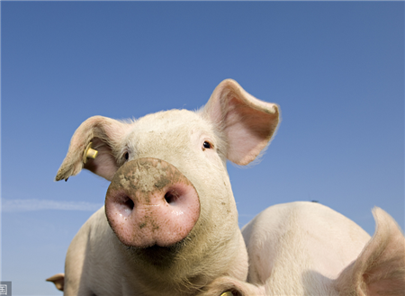 注意！预计春节前猪肉价格将有一波小幅上涨