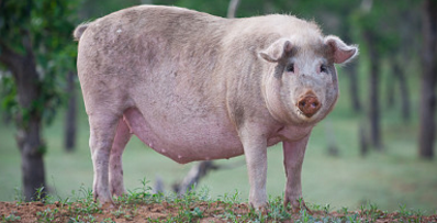 2017年一头猪可赚400元 预计湖南2018年市场供需均衡