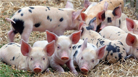 人人都在期待2018年各地养猪限养政策