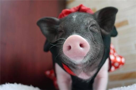 2018年养猪人利润不乐观 1月猪价将是全年最高