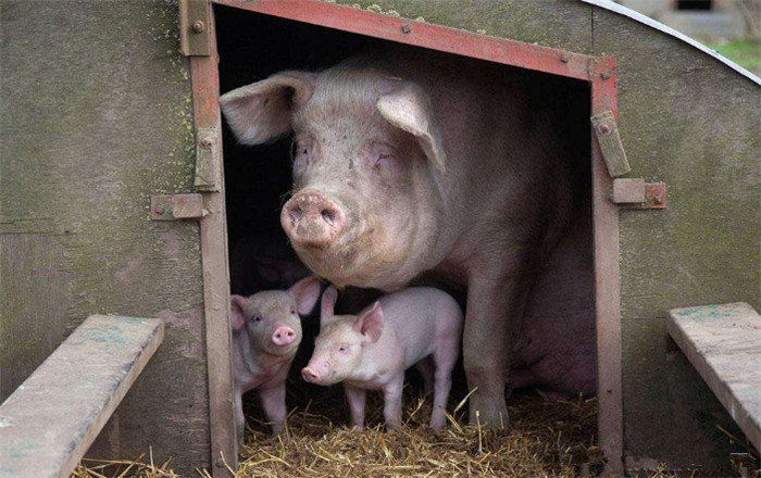 福建沙县“疯狂”的母猪，撞向屠夫咬伤他的手，救下案上待宰公猪 