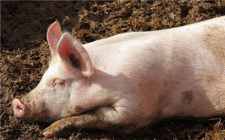 生猪减产，环保表示不背锅