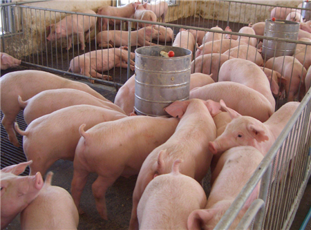 冯永辉：猪肉需求仍十分疲软 猪价难涨难跌