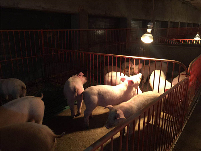 松滋一养猪场停电 供电部门雪夜抢修，2000头猪崽获救