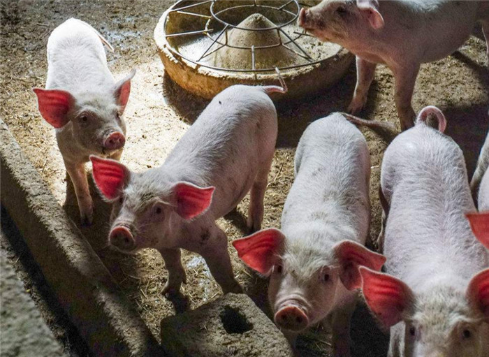 农村散养户明白了这四句话，一头母猪一年能省500块钱药费！