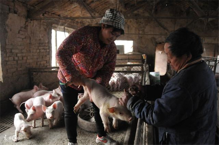 农民老张养了25年猪，最近差点把媳妇给养没了！
