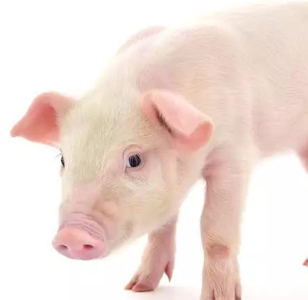 现在农村青年创业适合养猪吗？