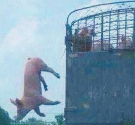 罗马尼亚最大规模化猪场爆发非洲猪瘟！疑似水源传播！