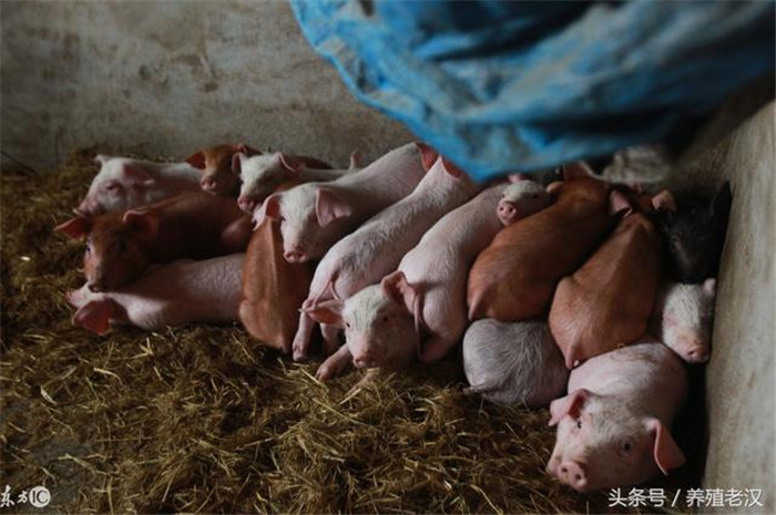 冬季养猪，除了要做好保暖，养殖户更要注意什么？