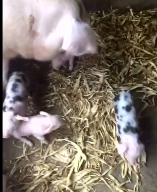 母猪一窝生下10多条小猪，主人们可是高兴坏了！