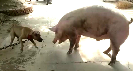 一下拍到猪与狗打架，猪的行为让我惊讶了