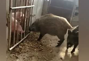 野猪家猪打起来了！农村特种养猪养殖，这头野猪真凶