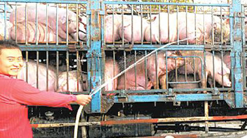 猪肉价格大幅度下降，养猪户叫苦不迭，卖猪人却眉开眼笑