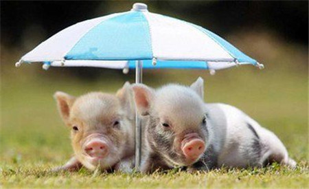 中国地方猪种对世界养猪业的贡献、利用现状和展望