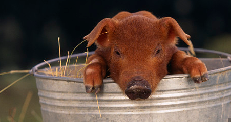 深度报道：我国养猪业的发展现状与面临的挑战！
