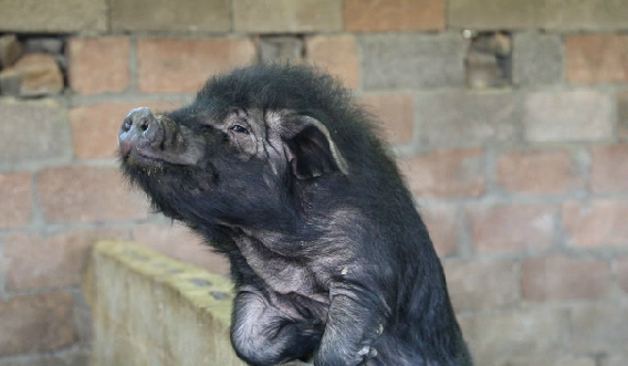 贫困村成立养猪合作社，农民用原生态黑猪肉制作腊肉