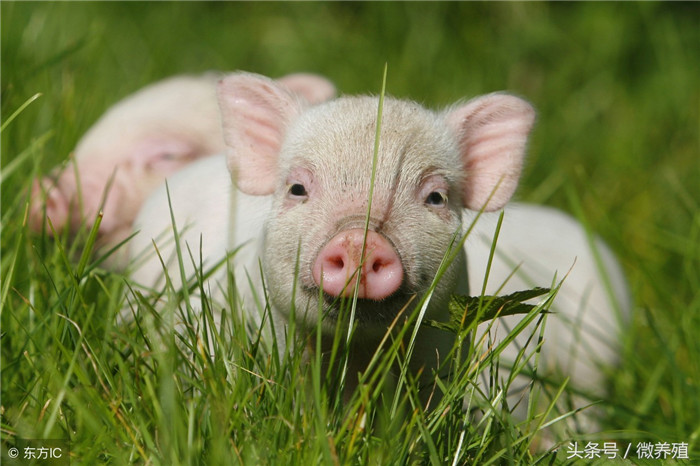 生猪价天天破新低，养猪人如何才能降低养猪成本呢？ 