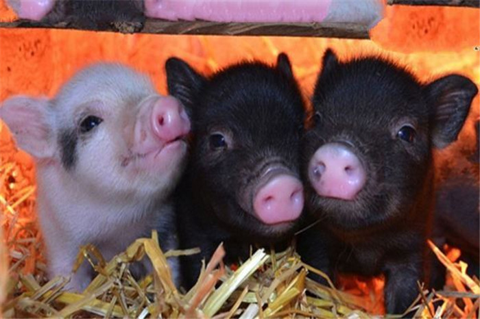 地球上体型最小的猪，价格高达7276元，非常聪明懂得爱 