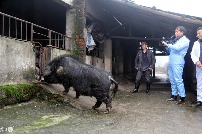 安徽芜湖这头世界最牛的“猪王”厉害了，13年产了18810头猪！