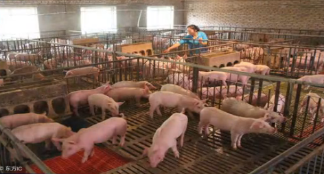 新消息！2018年农村养猪前景分析，农民家里有养猪的赶紧来看看吧！ 
