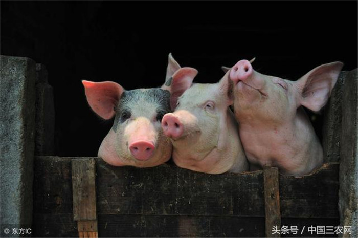 农民在自家承包地养猪合法吗？到底能不能养猪？