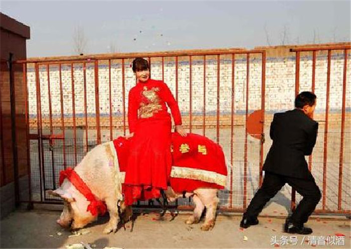 农村男子办婚礼 新娘“骑猪”进新房 看到猪后 村民纷纷来拍照