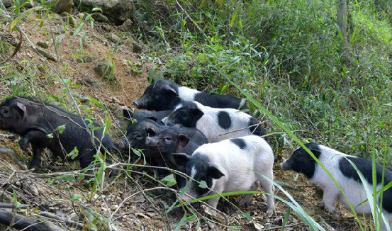 农村创业项目：东安土猪养殖，每只净赚1000元