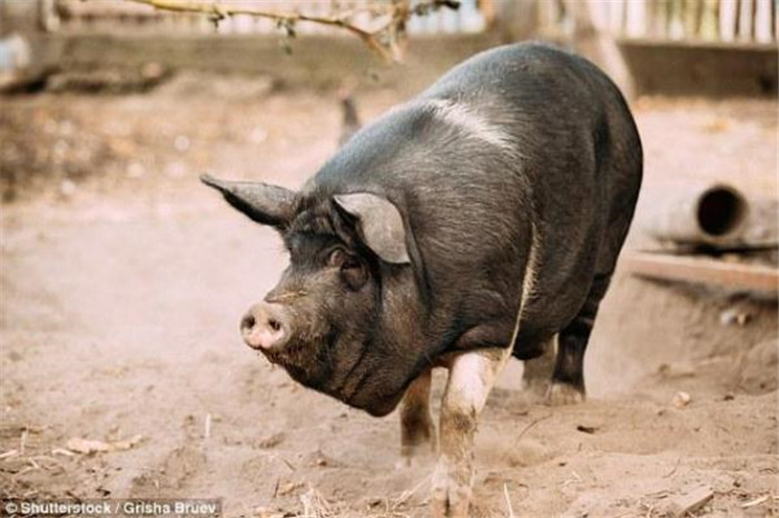 研究称英国人越来越胖，可这个国家的猪却越来越瘦