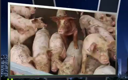 农村不让养猪了？错！2018年养猪的农民恐怕会增多！ 
