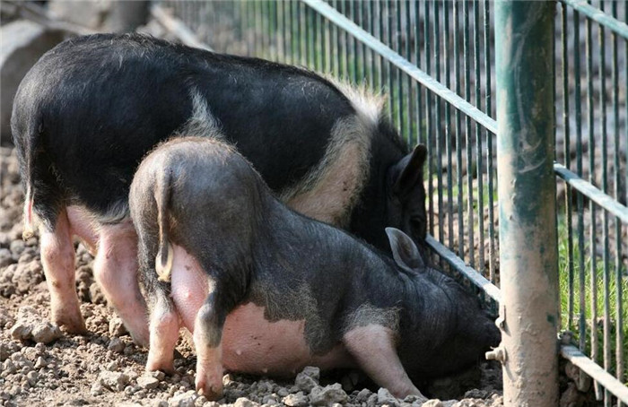 当前猪价低迷，养殖户该如何应对？