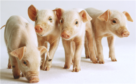 CFT猪评：屠宰企业屠宰量大幅上升 生猪均价小幅上涨