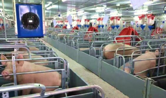 航拍超级养猪场，两千万头猪装上传感器，手机也能养猪