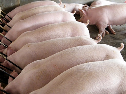 2018年养猪环保形势是怎么样的？禽畜粪便如何处理？