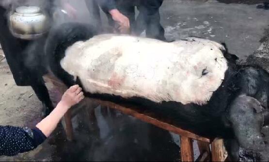 闽南农村卖了一只土猪，247斤，一斤15,一共3705 你觉得贵吗？