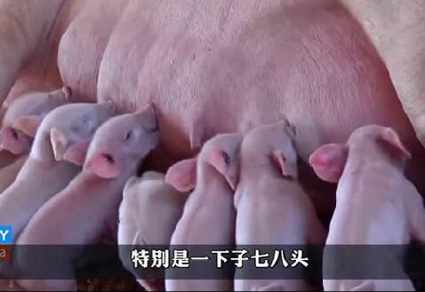 12只小猪一起吃奶，以前在农村常见，谁还没见过猪怎么喂小猪猪的