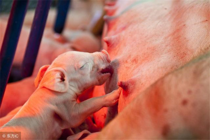 规模化猪场大小上千头猪，怎么安排生产，才能避免猪群乱套？