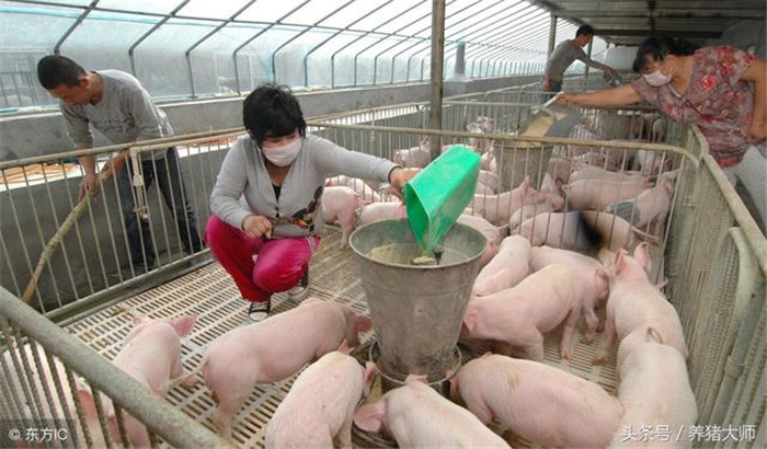 未来养猪，一定是家庭养猪场的天下！