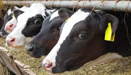 比尔·盖茨资助研究“超级奶牛”：耐高温奶牛产奶量可增3倍