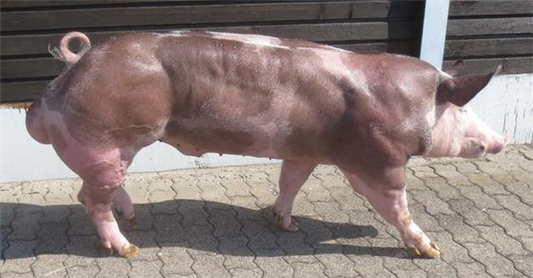 这种猪浑身肌肉没有一点肥肉被称为全世界最强壮的猪，你可能吃过..