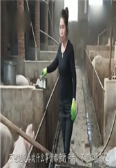 36岁女农民，不打工在家创业养几百头猪，但是为猪的销路发愁！