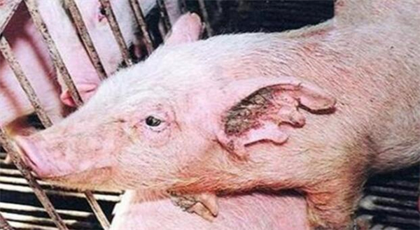 科学研究表明，猪也分“晨间主角猪”和“悲观猪”