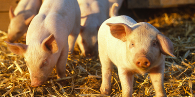 规模猪场怎样减免环保税？三部委发文：这种情况可以免征！