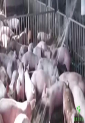 提醒！今年国家给养猪户送来4份福利，没申领的要“吃亏”！
