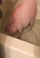 家里的宠物猪，爱上了泡澡