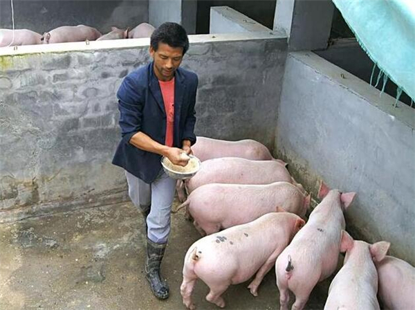 养猪过程中的几个小妙招，值得农村养猪户们收藏！
