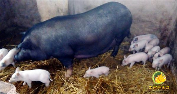 黑母猪一窝下了20只全部白色猪宝宝，网友说是个奇迹