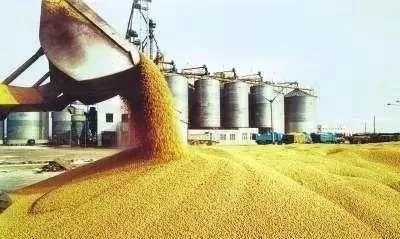让美国豆农破产！中国彻底停购“美国大豆”，巴西却坐地起价，饲料价格风云再起！